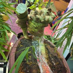 Tác phẩm Tre Bonsai: Phật Thủ Tụ Vân（佛手聚雲）