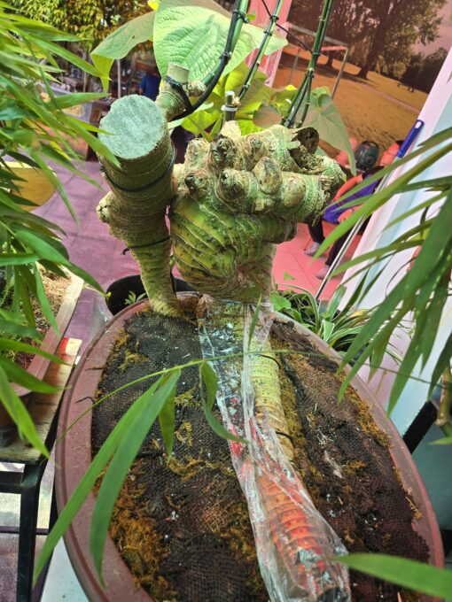 Tác phẩm Tre Bonsai: Phật Thủ Tụ Vân（佛手聚雲）