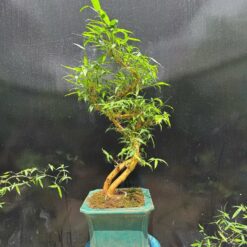 Tre Bonsai “Phu Thê”