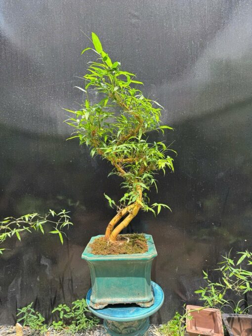 Tre Bonsai “Phu Thê”