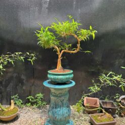 Tre Bonsai Bàn Trà