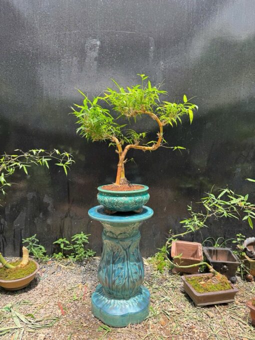 Tre Bonsai Bàn Trà