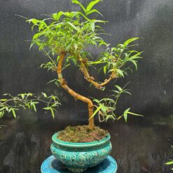 Tre Ngà Bonsai