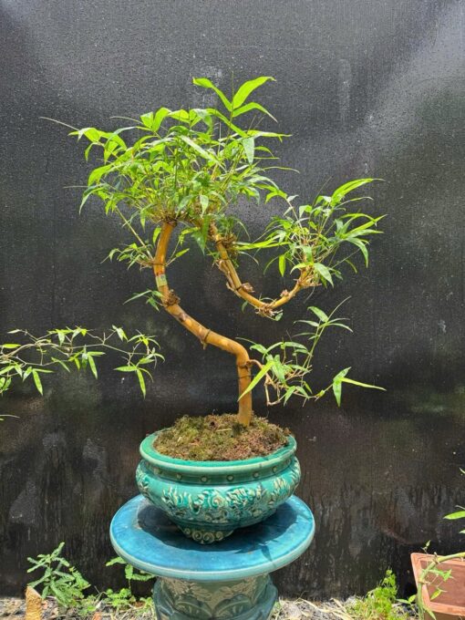 Tre Ngà Bonsai - Tre Phong Thủy