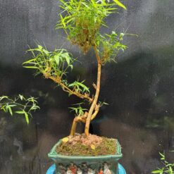 Tre Ngà Bonsai Phong Thuỷ