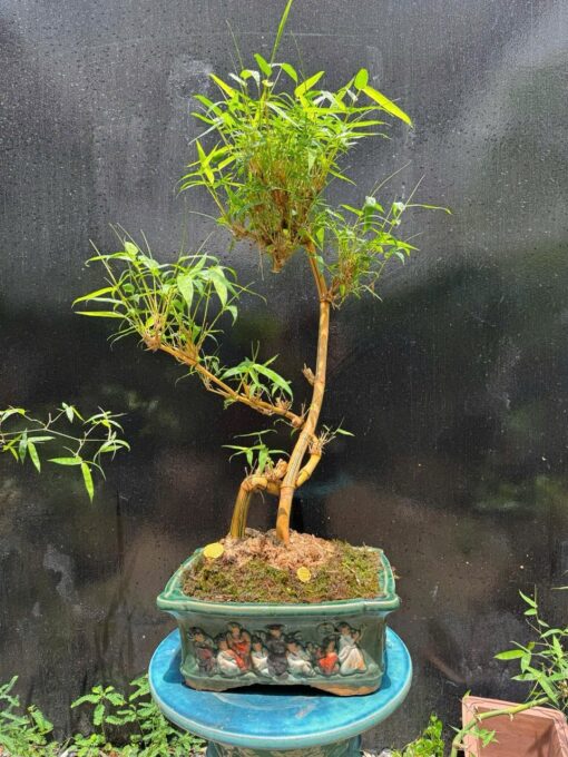 Tre Ngà Bonsai Phong Thuỷ