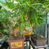 tre-bon-sai-tam-trung