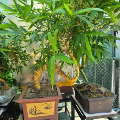 tre-bon-sai-tam-trung