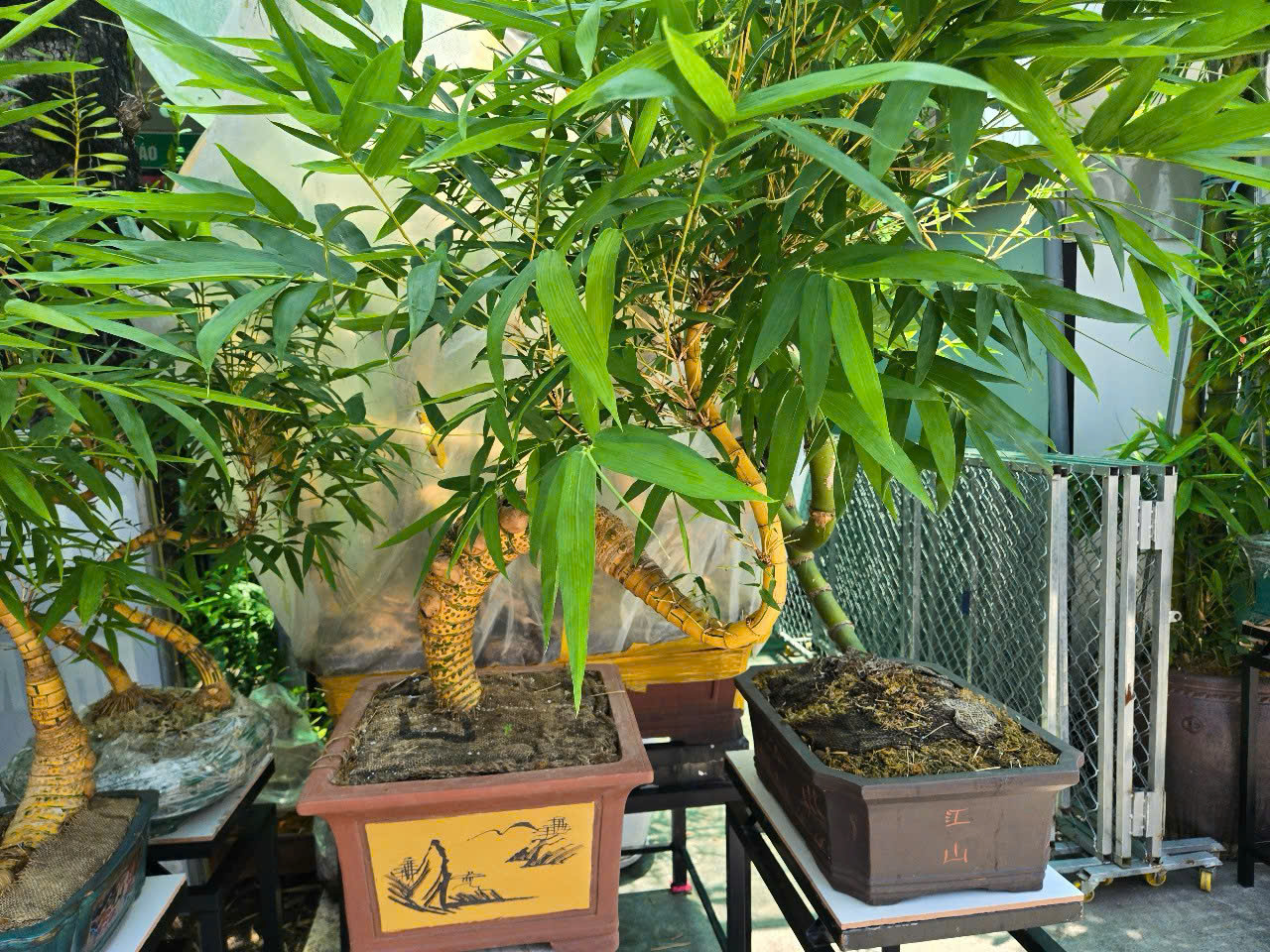 tre-bon-sai-tam-trung