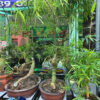 tre-bonsai-lon
