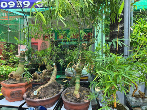 tre-bonsai-lon